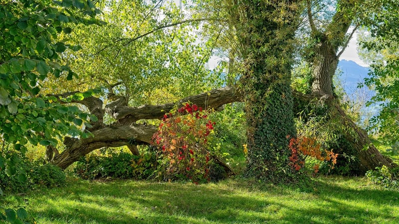 Fantasy shrubs