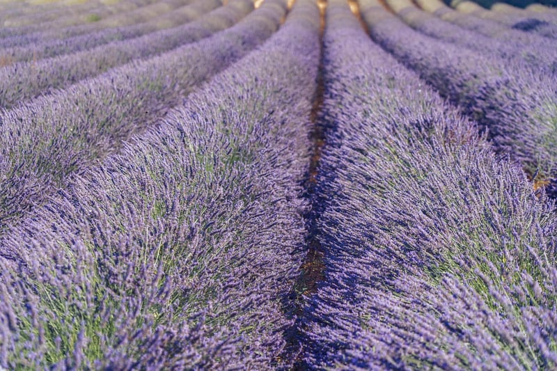 Lavender Fields