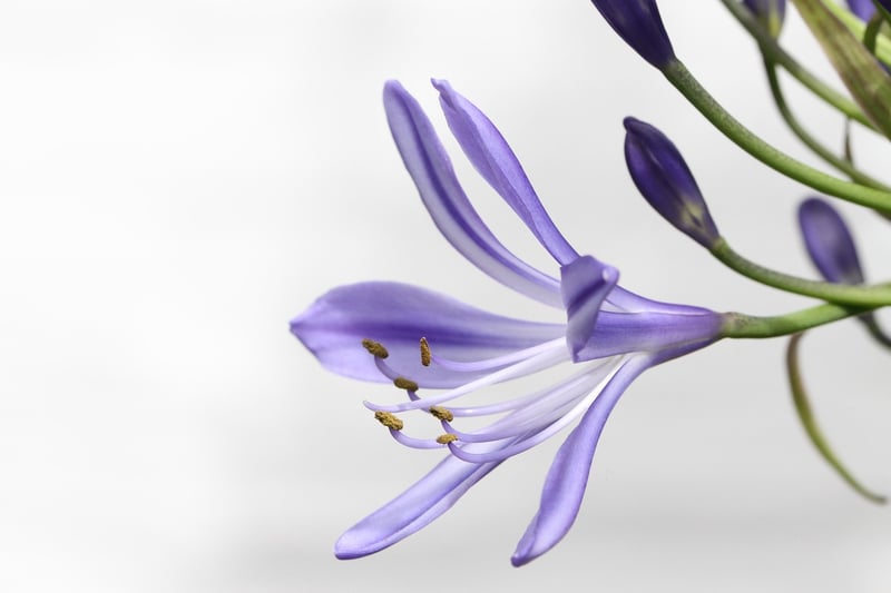 Starlit Lilies