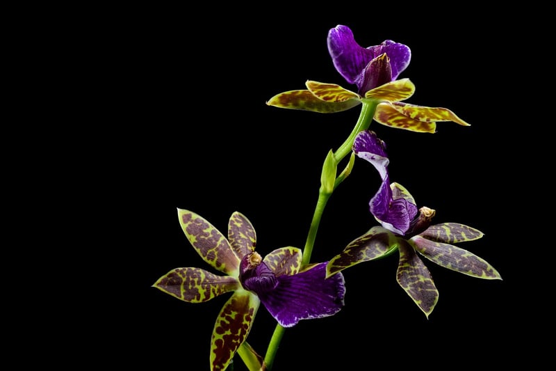 Fairy Orchids