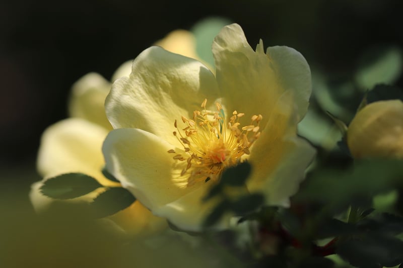 Rainbow Rose