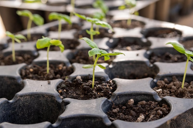 Seedlings