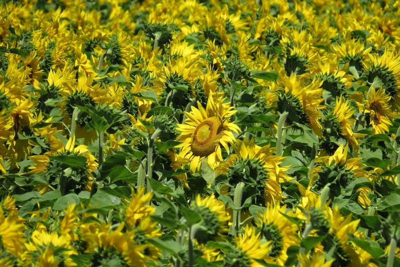 Sunflower Meadows